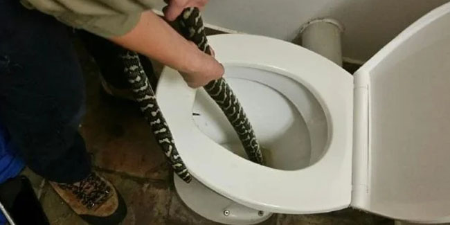 Tuvaletten çıkan 1 metrelik yılan cinsel organını ısırdı! Acı içinde yardım istedi