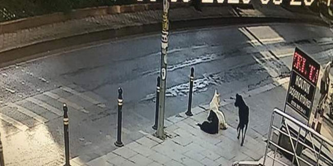 İstanbul'da şehrin ortasında sokak köpeği dehşeti