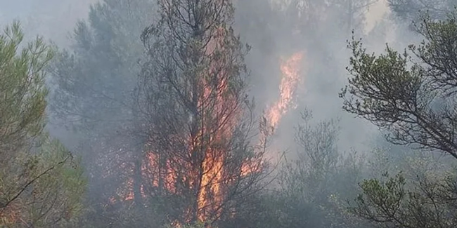 Sakarya'da orman yangını çıktı!