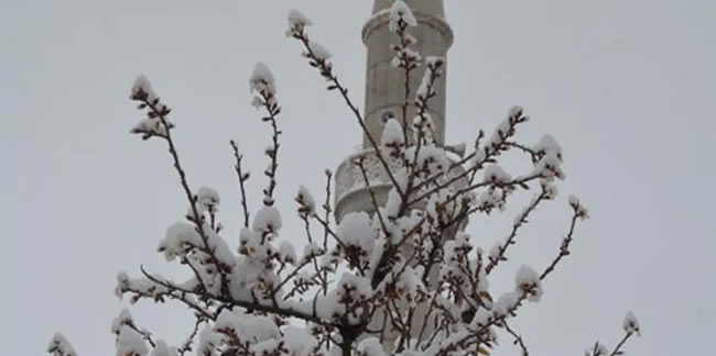 Aksaray'da erken çiçeklenen ağaçlar, karda bembeyaz oldu
