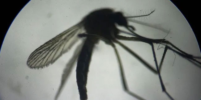 Hindistan’da 14 kişide Zika virüsü tespit edildi!