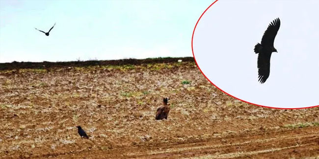 Samsun'da 18 kara akbaba gözlemlendi