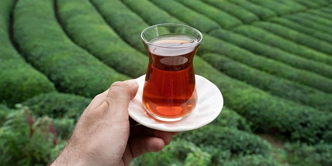Yaş çayda yüzde 70 artış bekleniyor