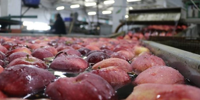 80 ülkeye elma ihraç edildi! Hindistan başı çekiyor