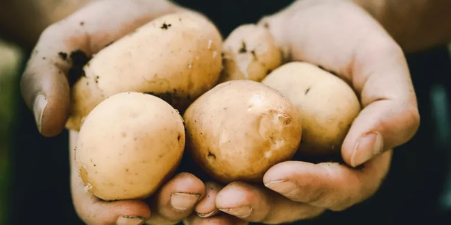 Gıdada fiyatı en fazla artan ürün patates oldu