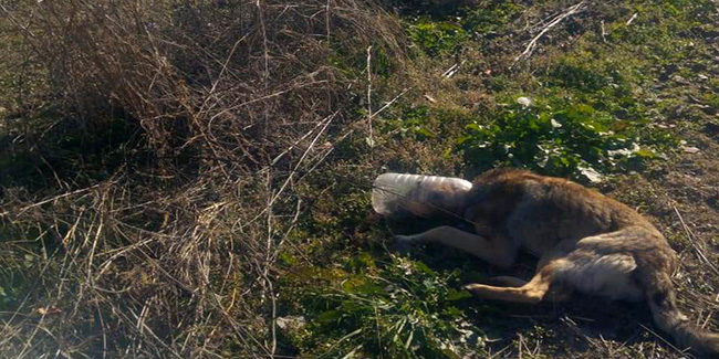 Başına pet şişe geçen köpek kurtarıldı