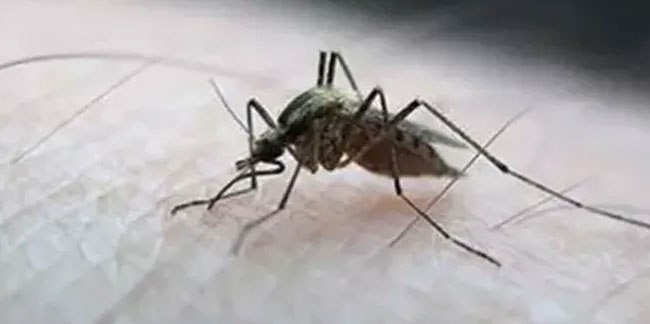 Sivrisinek kabusu büyüyor: İşte en çok ürediği alanlar