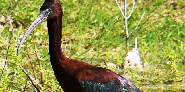 Bodrum'da çeltikçi kuş ilk kez görüntülendi