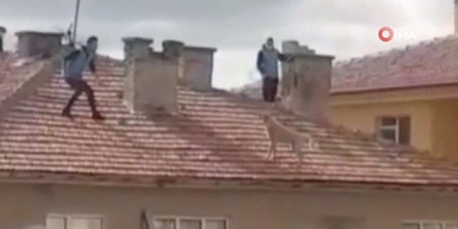 Evin çatısında 3 saat boyunca mahsur kalan köpek kurtarıldı