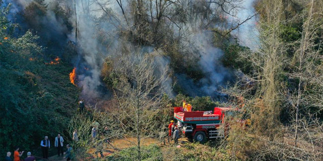 Artvin’de çıkan orman yangınında bir kişi gözaltına alındı