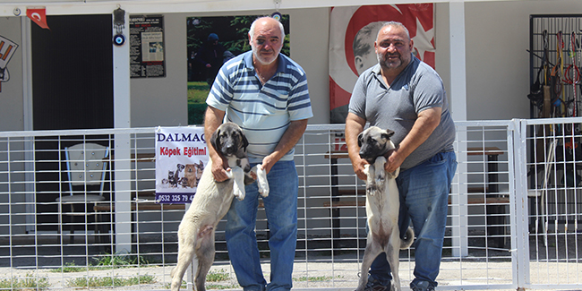 Bayramda köpek otelleri yüzde yüz doldu