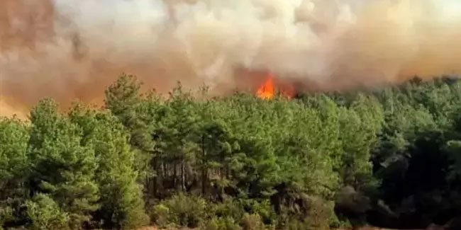 Çanakkale Gelibolu'da orman yangını: Ekipler müdahale ediyor