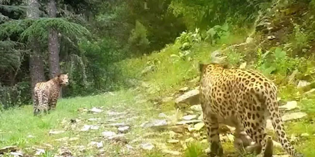 Anadolu leoparı yeniden görüntülendi: Efsane bütün heybetiyle