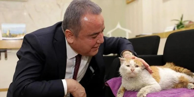 Başkan Böcek’in sahiplendiği depremzede kedi ‘Toros’ öldü