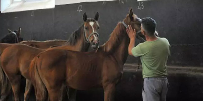 Milyonluk Arap yarış atları burada yetiştiriliyor
