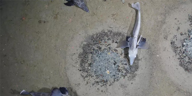 Dünyanın en büyük balık üreme alanı keşfedildi: 60 milyon yuva bulundu
