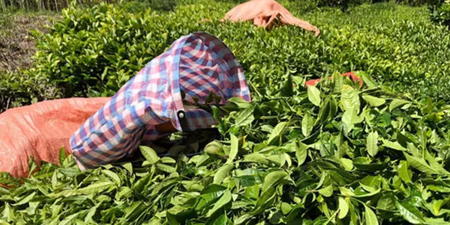 Çay hasadında üreticilere "Acele etmeyin" uyarısı