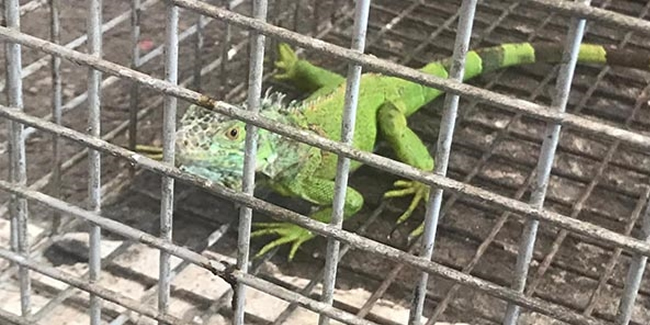 Taksici durakta iguana görünce timsah sanıp kaçtı