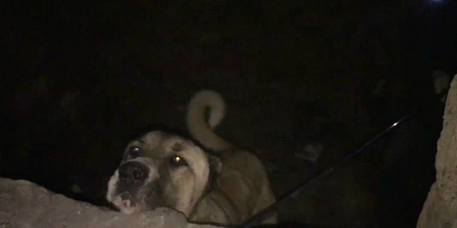 Bingöl’de metruk yapıda zincirle bağlanan köpek kurtarıldı