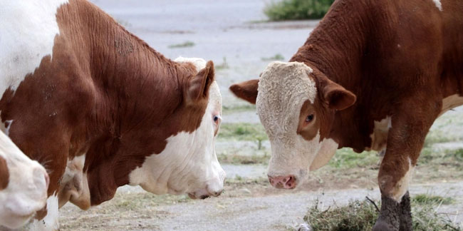 Şap hastalığı nedeniyle kurbanlık hayvan pazarı açılmayacak