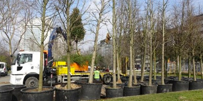 Gezi Parkı'na yeni ağaç dikiliyor 