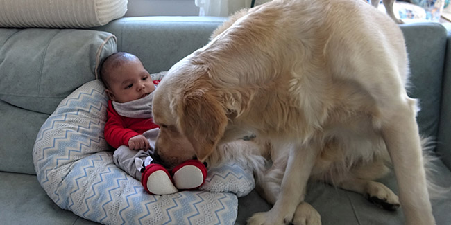 Köpek yeni doğan bebeği kimseyle paylaşmıyor