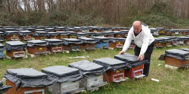Küresel ısınma arıları da etkiledi: Uyuması gerekirken uçuyorlar