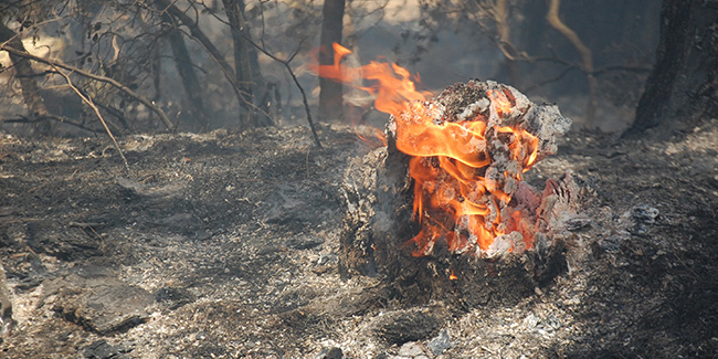 Saros’da ormanlık alandaki yangın kontrol altına alındı