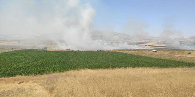 Çıkan yangında 100 dönümlük tarım arazisi kül oldu