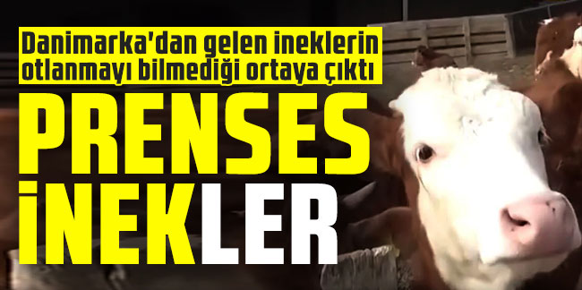 Prenses inekler! Danimarka'dan gelen ineklerin otlanmayı bilmediği ortaya çıktı