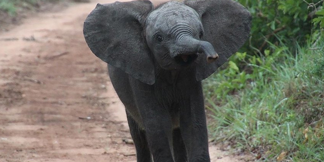 Filler korunmak için mutasyon geçiriyor: Artık dişsiz doğuyorlar