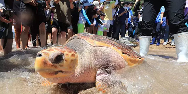 Tanzanya'da skandal! Deniz kaplumbağası yiyen 9 kişi öldü