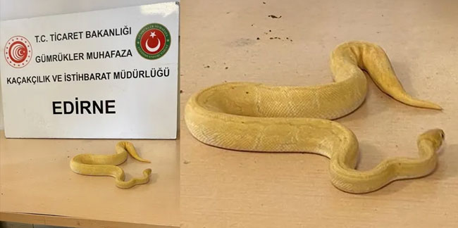 Kapıkule'de TIR’da yapılan aramada 28 piton yılanı ele geçirildi