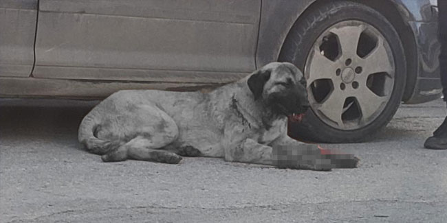 Trabzon'da silahla vurulan çoban köpeği için seferber oldular