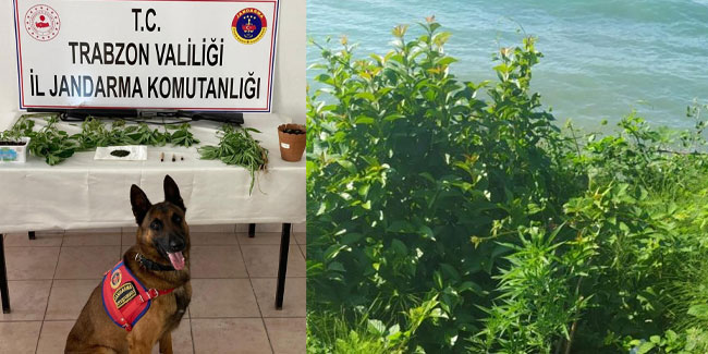Trabzon'da kenevir yetiştiren yaşlı adam yakalandı