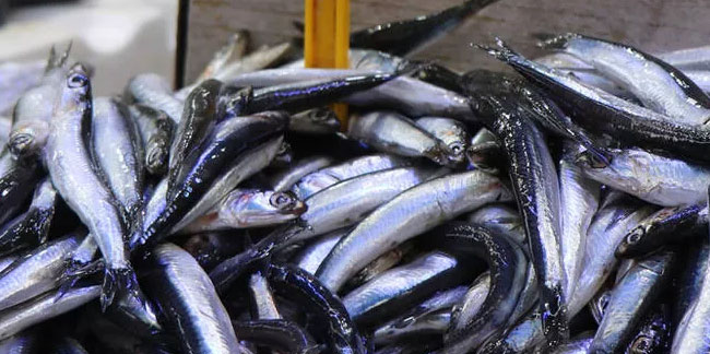 Balık fiyatları düştü! 'Kilosu 40 liradan satılıyor'