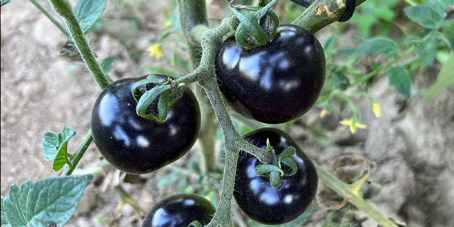 Siyah domates görenleri şaşkına çeviriyor