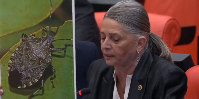 Suiçmez 'İstilacı Böceği' Meclise Taşıdı