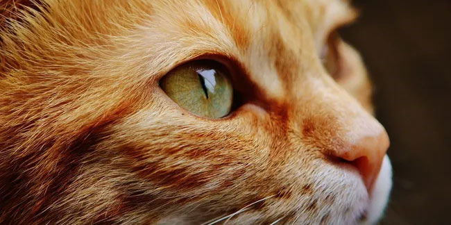 Bu bir ilk! İlk kez bir kedi koronavirüsten öldü!