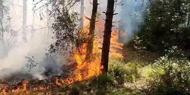 Sultangazi Kent Ormanı'nda yangın!