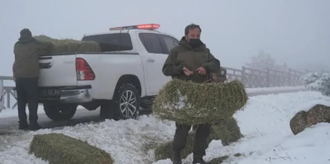 Karla kaplı Spil'deki yaban hayvanları için yem bırakıldı