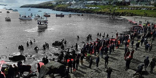 ''Utanç'' festivalinde 100 yunus balığı öldürüldü