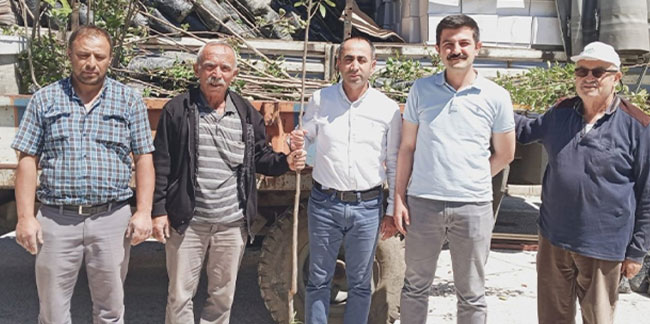 Çorum'da Trabzon hurması fidanı dağıtıldı