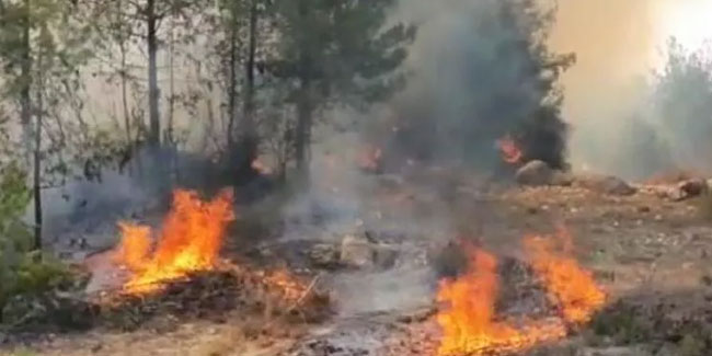 Tarsus'ta orman yangını büyümeden söndürüldü