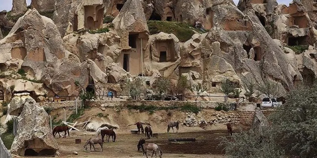 Kapadokya'daki at ve develer otlaklarda sakin günlerin tadını çıkarıyor