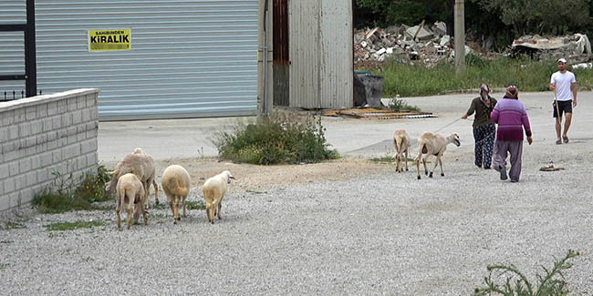Sokağa çıkma kısıtlamasında firar eden koyunları polis yakaladı