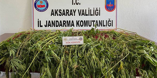 Aksaray'da 225 kök kenevir bitkisi ele geçirildi