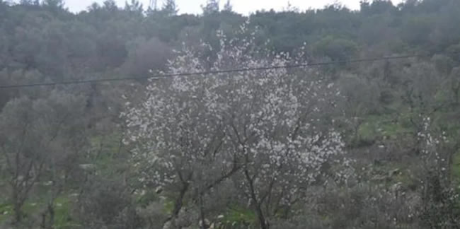 Bodrum'da badem ağaçları çiçek açtı