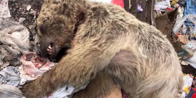 Ardahan'da çöplükte yemek arayan boz ayı öldürüldü