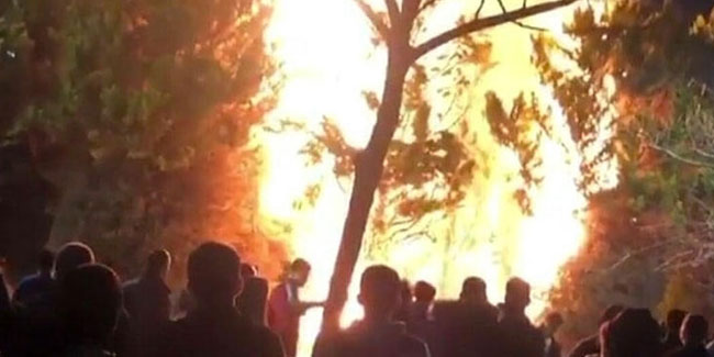 İzmir'de akılalmaz olay! Meydandaki ağaçlar yakıldı